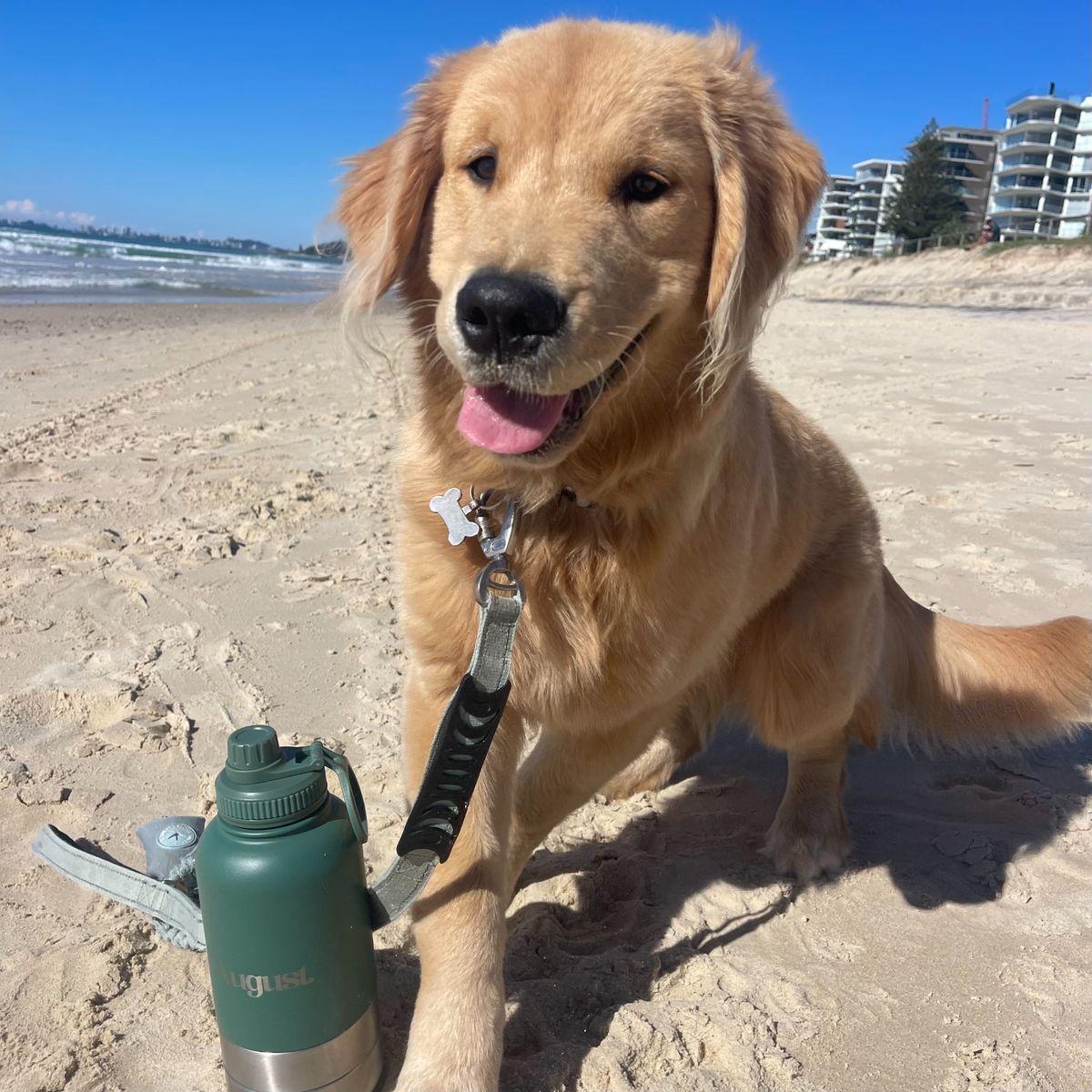 Golden Retriever on the beach with the August 3-in-1 forest green dog water bottle for travel and outdoor activities.