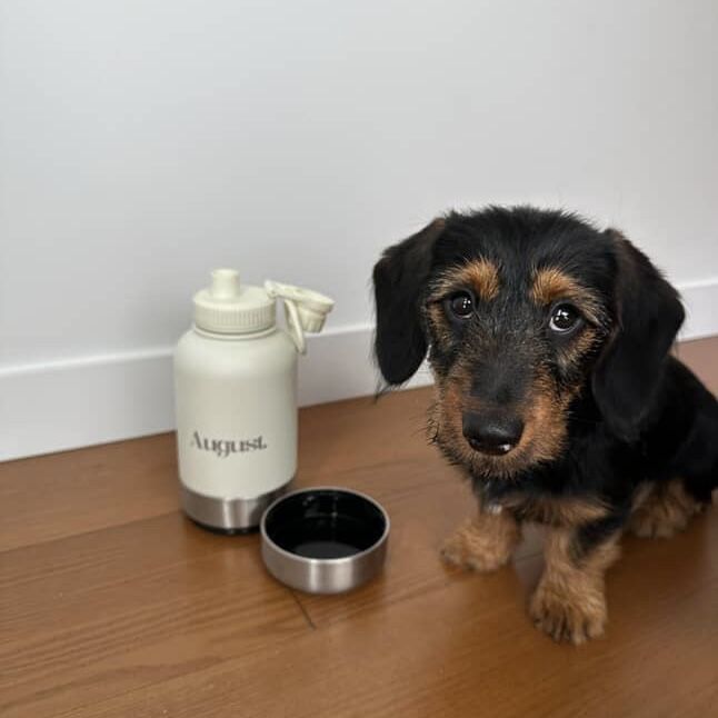 Dachshund with August 3-in-1 ivory dog water bottle and detachable bowl for easy outdoor feeding and drinking.