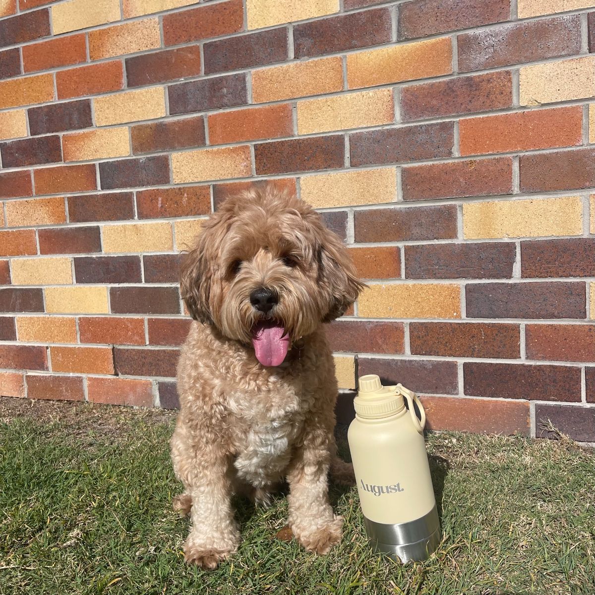 Happy dog sitting on grass next to the August 3-in-1 dog water bottle in lemon yellow for on-the-go hydration.
