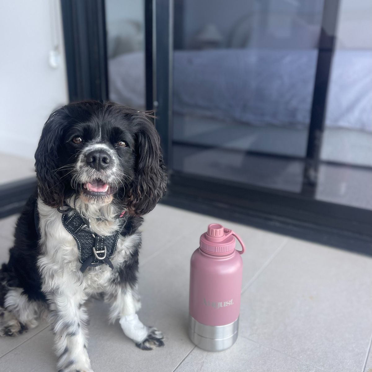 Black and white dog beside the August 3-in-1 rose pink dog water bottle, ideal for daily walks and adventures.