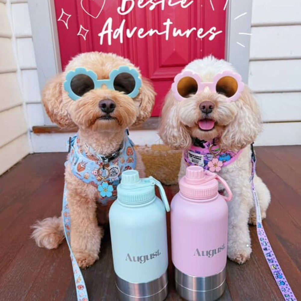 Two cavoodles wearing sunglasses sitting by a pink door with AUGUST 3-in-1 Dog Water Bottles in Mint and Pastel Pink perfect for bestie adventures and stylish dog walks.
