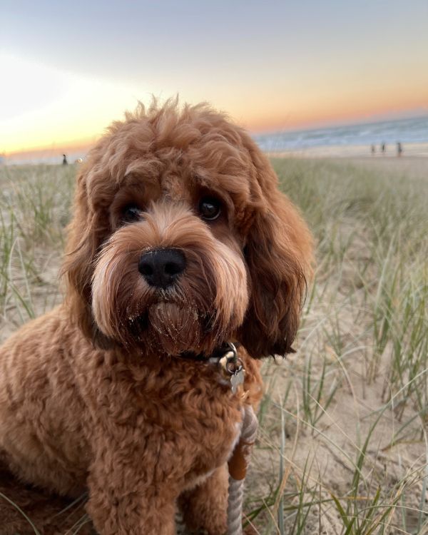 Cute brown dog sitting on the beach at sunset, part of August The Dog Lounge branding for welcome email design.