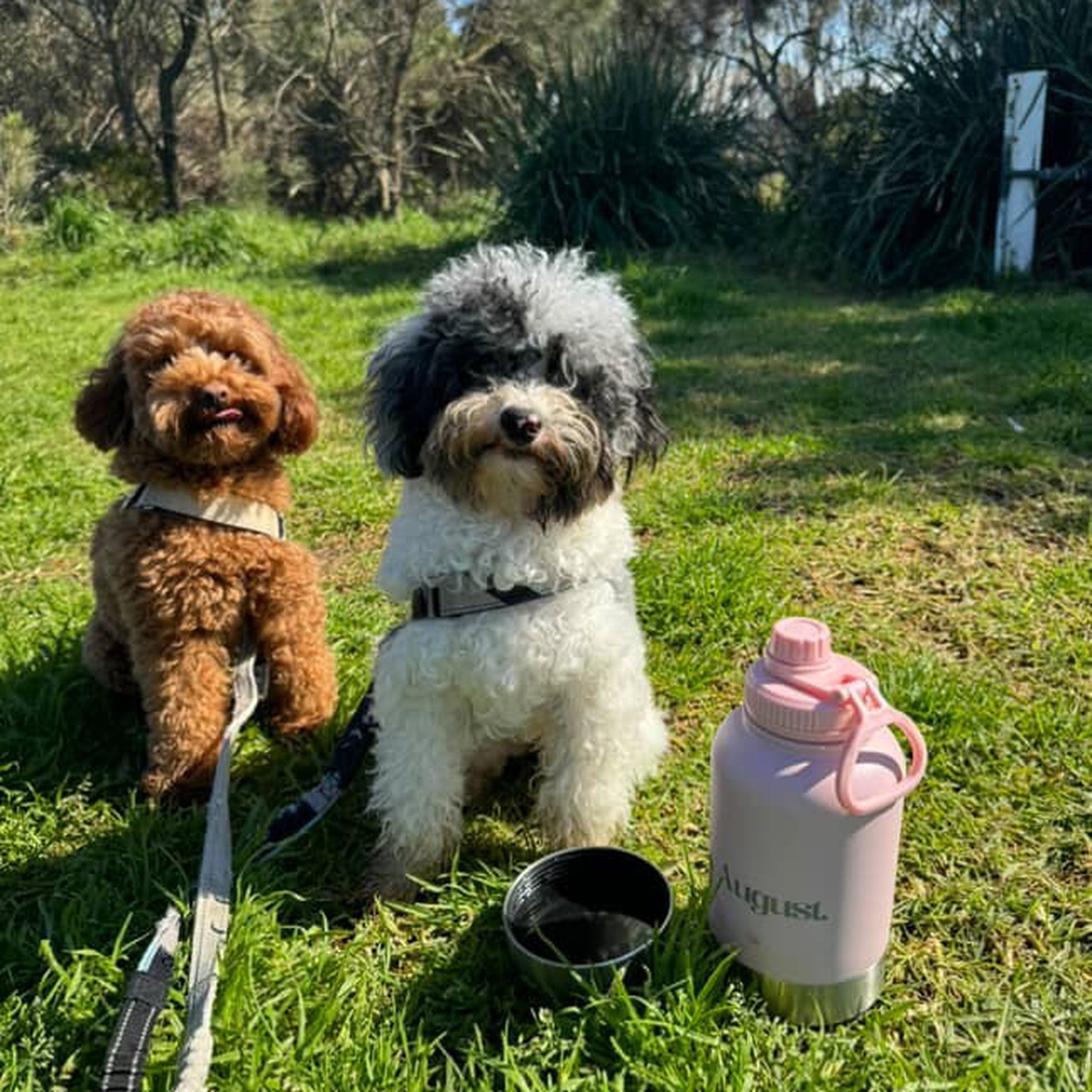Two small dogs sitting on grass with an August Pastelle Pink 3-in-1 dog water bottle and bowl outdoors